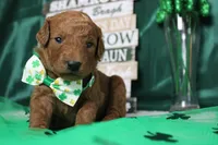 RC, a male Miniature Goldendoodle for sale in Trenton, MO – Photo 1 of 9