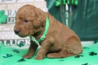 RC, a male Miniature Goldendoodle for sale in Trenton, MO – Photo 4 of 9