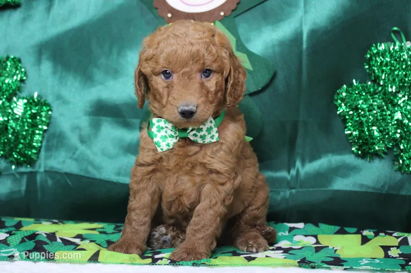 RC – Miniature Goldendoodle puppy for sale in Trenton, MO