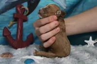Pistachio, a male Cocker Spaniel and Poodle - Toy  for sale in Trenton, MO – 7 of 7