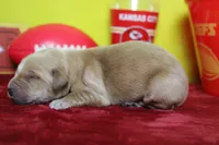 Yuzu, a male Golden Retriever for sale in Trenton, MO – 4 of 8