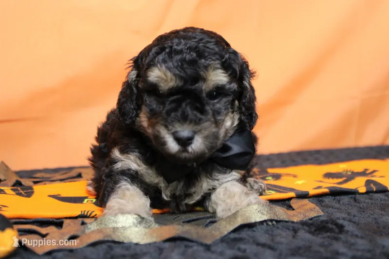 Marco  – Poodle - Toy  puppy for sale in Trenton, MO