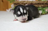 Koda , a male Siberian Husky for sale in Trenton, MO – 8 of 10
