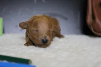 Tangerine, a female Poodle - Miniature  for sale in Trenton, MO – 3 of 6