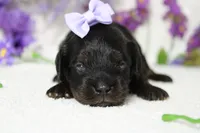 Pandora , a female Poodle - Toy  for sale in Trenton, MO – 2 of 10