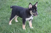Magnolia , a male Siberian Husky and Miniature Aussiedoodle for sale in Trenton, MO – 3 of 8