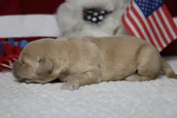 Challah , a male Golden Retriever for sale in Trenton, MO – 4 of 8