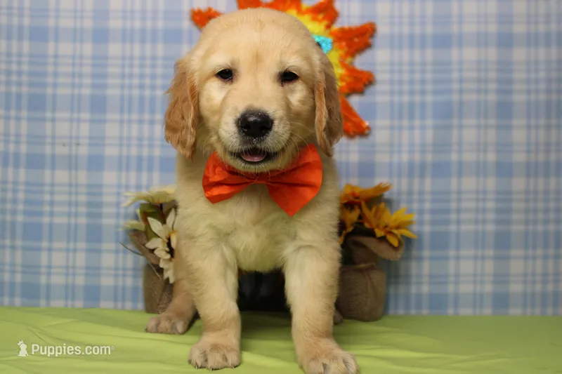 Pumpernickel  – Golden Retriever puppy for sale in Trenton, MO