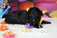 Zephyr, a male Bernedoodle for sale in Trenton, MO – 4 of 5