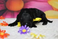 Zephyr, a male Bernedoodle for sale in Trenton, MO – 1 of 5