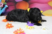 Zephyr, a male Bernedoodle for sale in Trenton, MO – 5 of 5