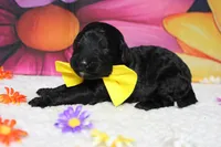 Zephyr, a male Bernedoodle for sale in Trenton, MO – 3 of 5