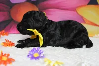 Zephyr, a male Bernedoodle for sale in Trenton, MO – 2 of 5
