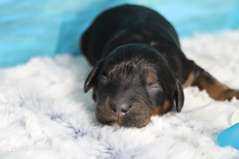Gelato – Cocker Spaniel, Poodle - Toy  puppy for sale in Trenton, MO