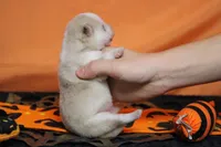 Angel , a female Pomsky for sale in Trenton, MO – 7 of 9