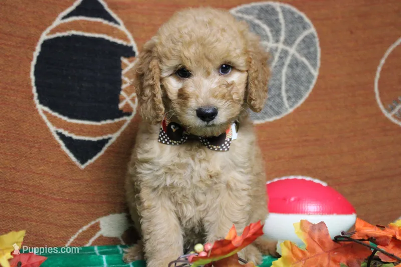 Meatball  – Goldendoodle puppy for sale in Trenton, MO