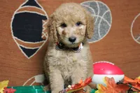 Meatball , a male Goldendoodle for sale in Trenton, MO – 1 of 10