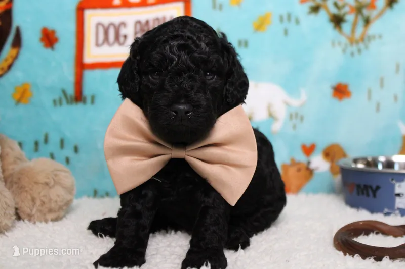 Peppercorn  – Poodle - Toy  puppy for sale in Trenton, MO