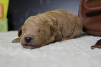 Gnocchi, a male Miniature Goldendoodle for sale in Trenton, MO – 4 of 8