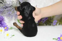 Phantom , a male Poodle - Toy  for sale in Trenton, MO – 7 of 8