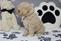 Willie , a male Poodle - Toy  and Havapoo for sale in Trenton, MO – 7 of 10