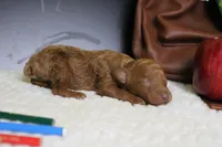 Mandarin , a male Poodle - Miniature  for sale in Trenton, MO – 5 of 5