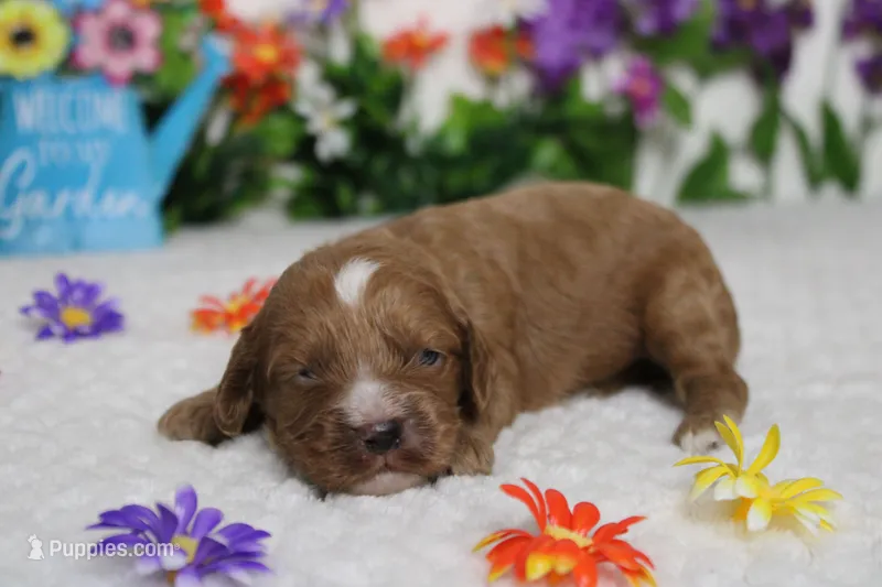 Pistachio – Cockapoo puppy for sale in Trenton, MO