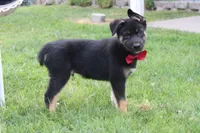 Pine , a male Siberian Husky and Miniature Aussiedoodle for sale in Trenton, MO – 5 of 10