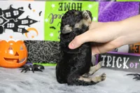 Marco , a male Poodle - Toy  for sale in Trenton, MO – 7 of 9