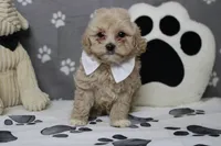 Charlie , a male Poodle - Toy  and Havapoo for sale in Trenton, MO – 1 of 7