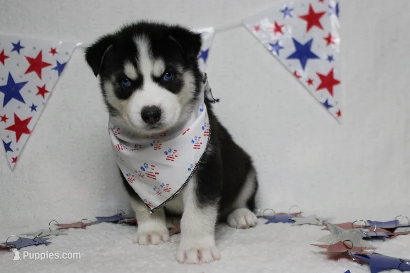 Atlas  – Siberian Husky puppy for sale in Trenton, MO