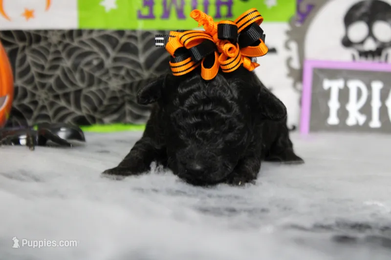 Sydney  – Poodle - Toy  puppy for sale in Trenton, MO