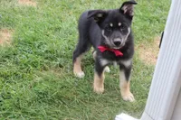 Bergamont , a male Siberian Husky and Miniature Aussiedoodle for sale in Trenton, MO – 9 of 9