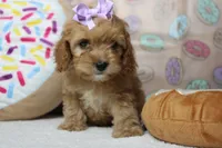 Maddie, a female Cockapoo for sale in Trenton, MO – 5 of 7