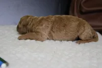 Pesto , a female Miniature Goldendoodle for sale in Trenton, MO – 3 of 6