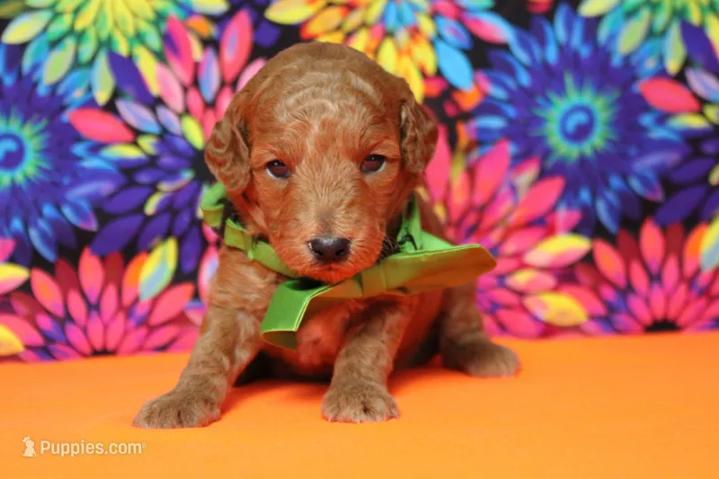 Seville – Poodle - Miniature  puppy for sale in Trenton, MO
