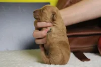 Ravioli , a male Miniature Goldendoodle for sale in Trenton, MO – 7 of 7