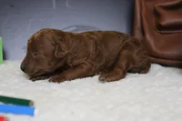Clementine, a female Poodle - Miniature  for sale in Trenton, MO – 4 of 7