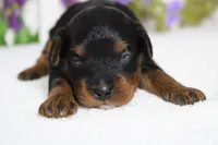 Phantom , a male Poodle - Toy  for sale in Trenton, MO – 2 of 8