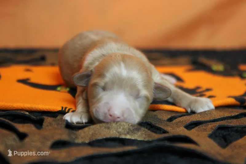 Athos , a male Havapoo for sale in Trenton, MO – 1 of 7
