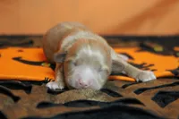 Athos , a male Havapoo for sale in Trenton, MO – 1 of 7