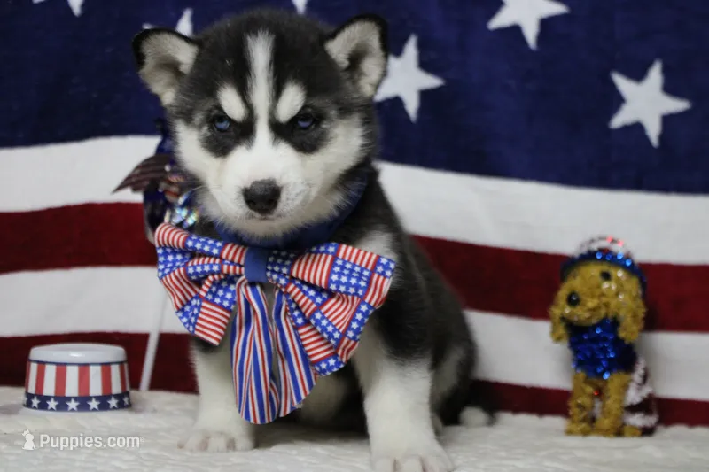 Storm  – Siberian Husky puppy for sale in Trenton, MO
