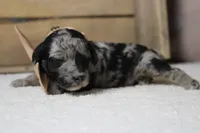 Spot, a male Miniature Aussiedoodle for sale in Trenton, MO – 5 of 10
