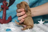 Sherbet , a male Cocker Spaniel and Poodle - Toy  for sale in Trenton, MO – 6 of 7