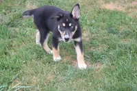 Dahlia , a male Siberian Husky and Miniature Aussiedoodle for sale in Trenton, MO – 4 of 9