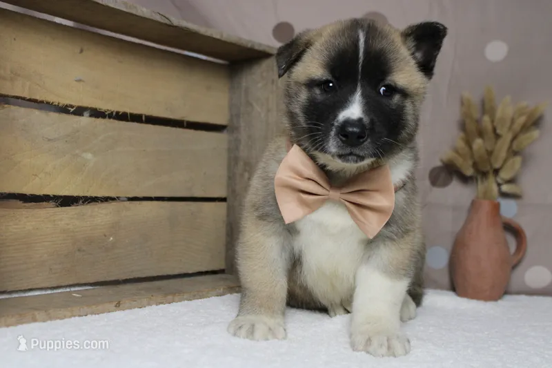 Cortland  – Akita puppy for sale in Trenton, MO