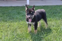 Magnolia , a male Siberian Husky and Miniature Aussiedoodle for sale in Trenton, MO – 8 of 8