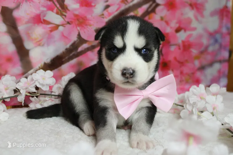 Atlas  – Siberian Husky puppy for sale in Trenton, MO