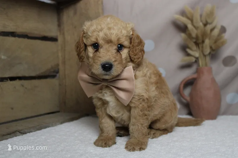Alfredo  – Miniature Goldendoodle puppy for sale in Trenton, MO