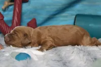 Pistachio, a male Cocker Spaniel and Poodle - Toy  for sale in Trenton, MO – 4 of 7